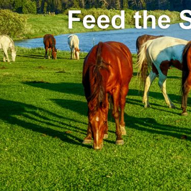 healthy horses grazing