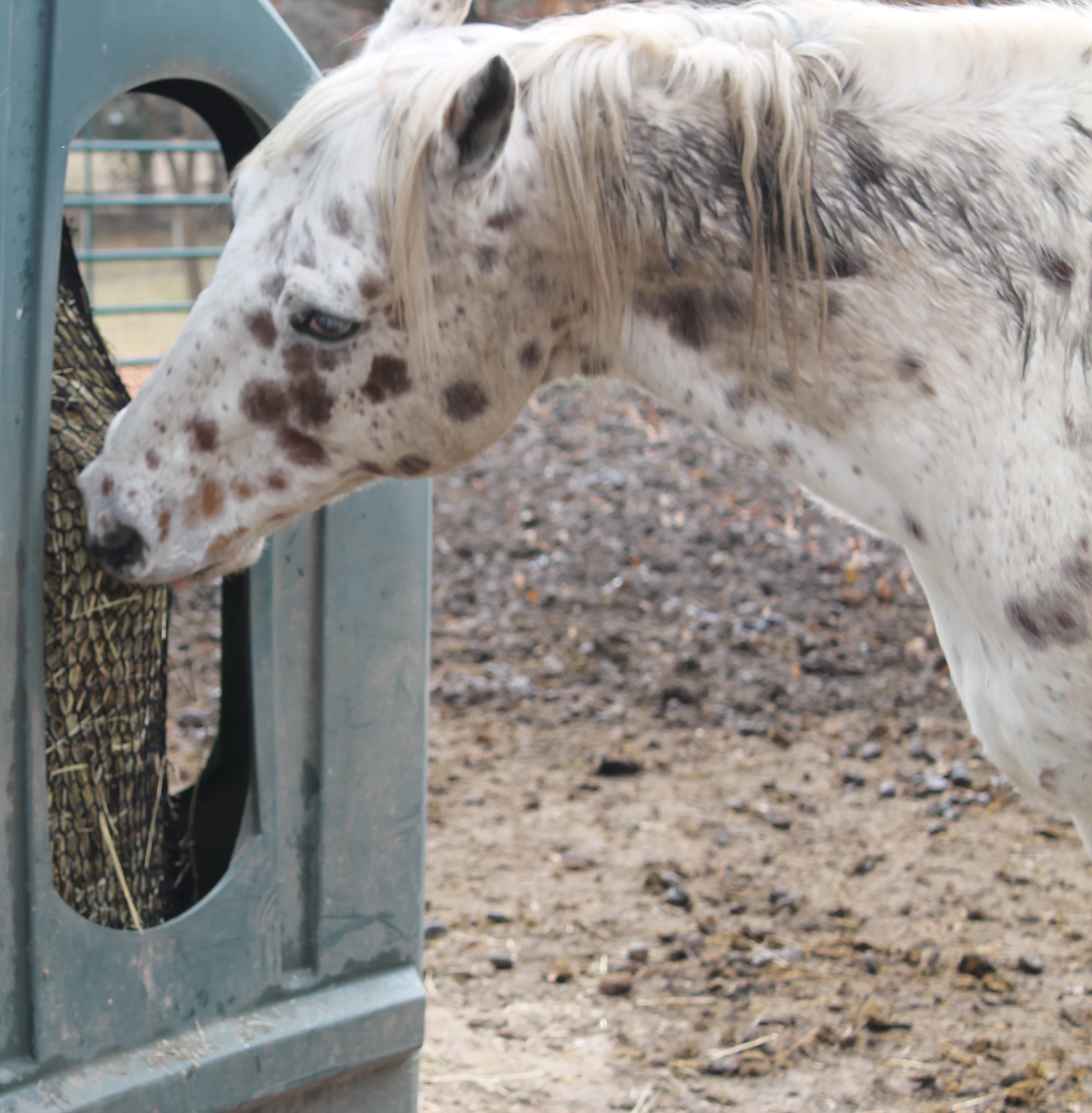 appaloosa eating from slow feed hay net