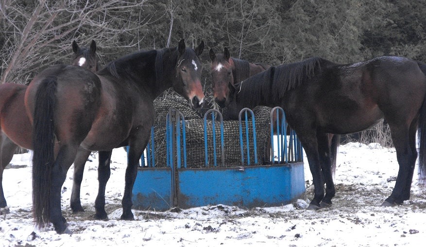 horses eating the slow feed way