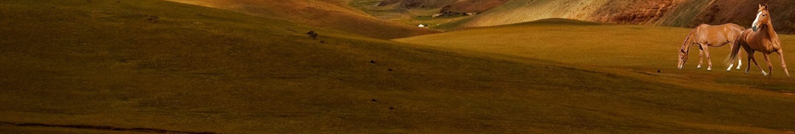 horses grazing