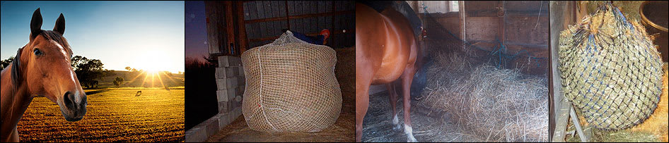 white horse nibbling hay from a slow feed stall net