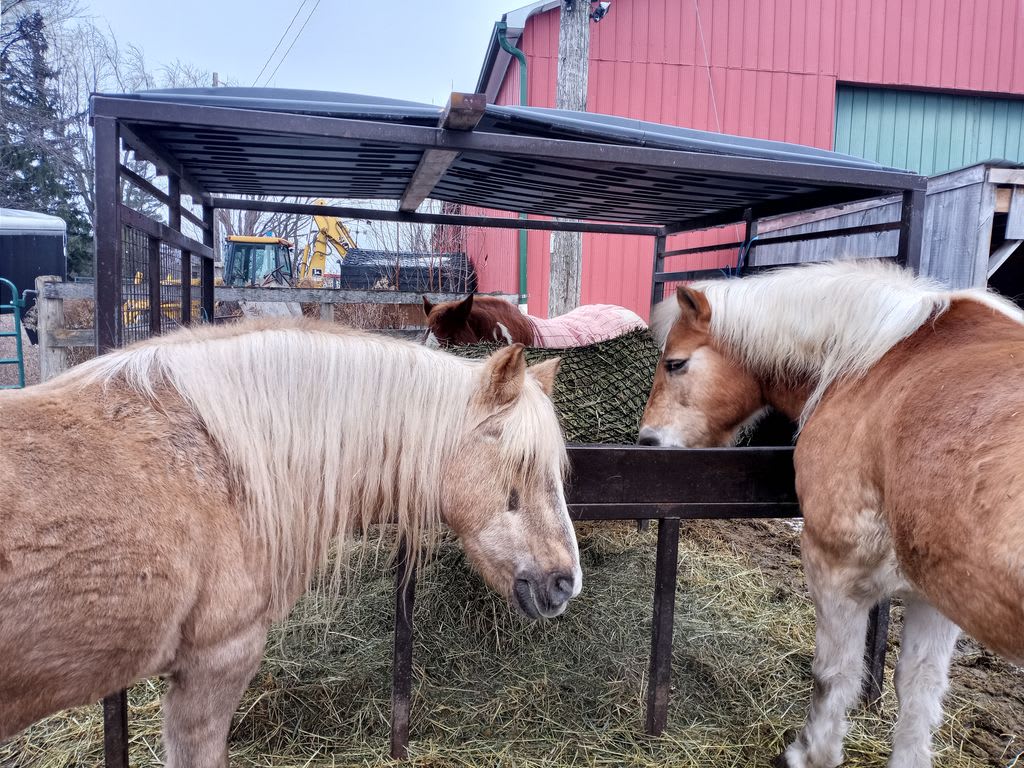 Horses feeding