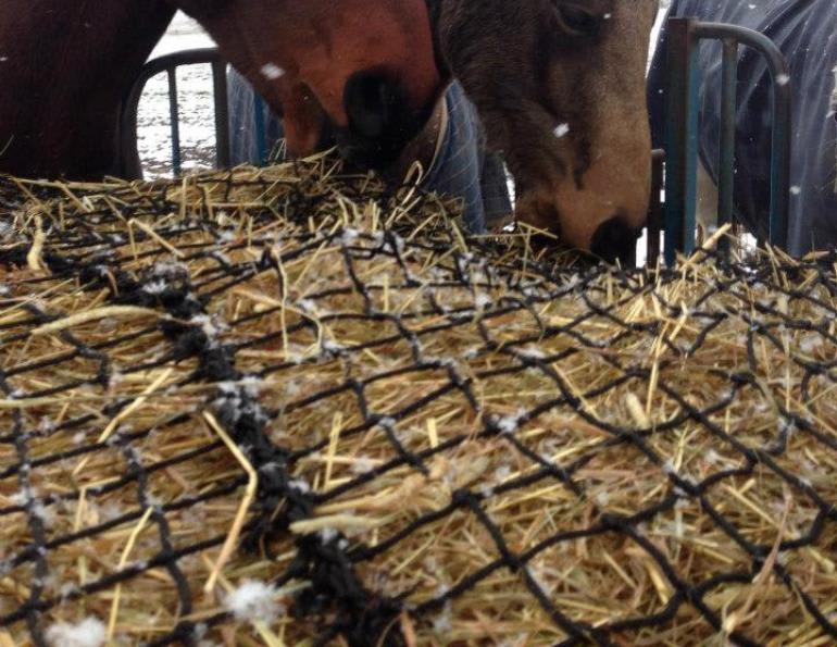 horses feeding on hay through slow feed netting
