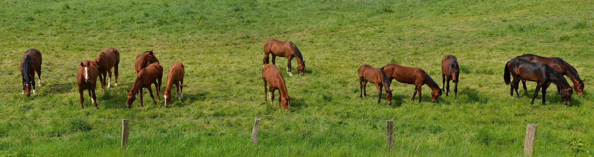 horses grazing naturally 