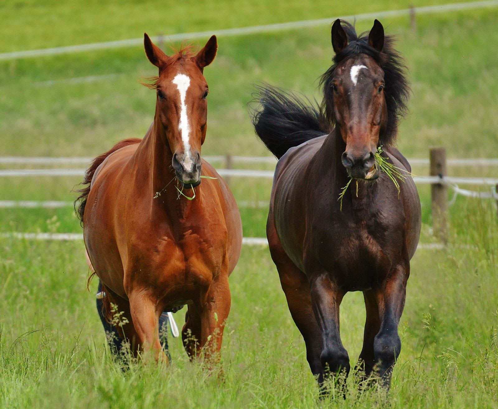 two horses running in a field