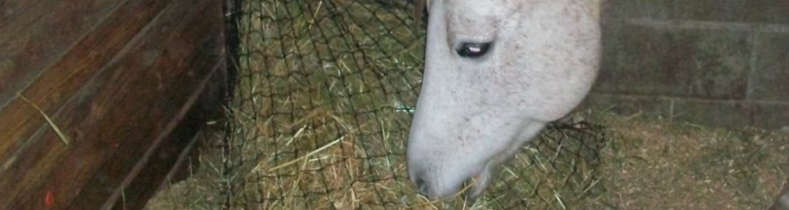 white horse nibbling hay from a slow feed stall net